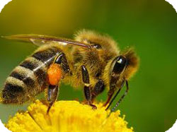 Украинская степная порода пчел
